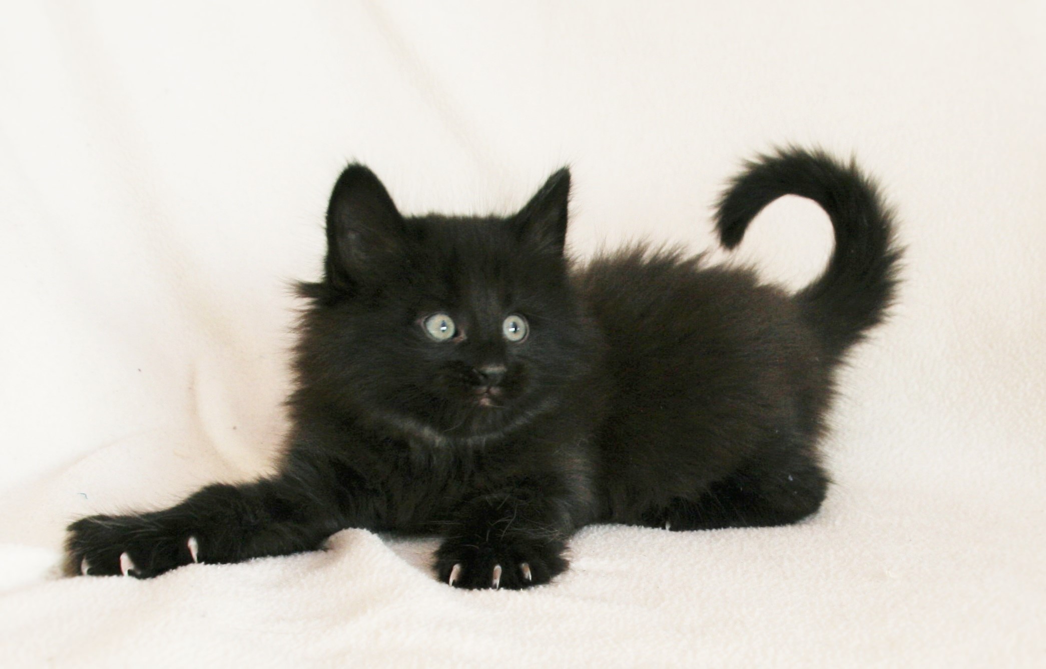 Iggy 6_3 weeks_4