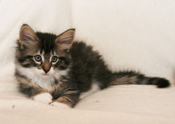 Infinity 8.5 weeks_2