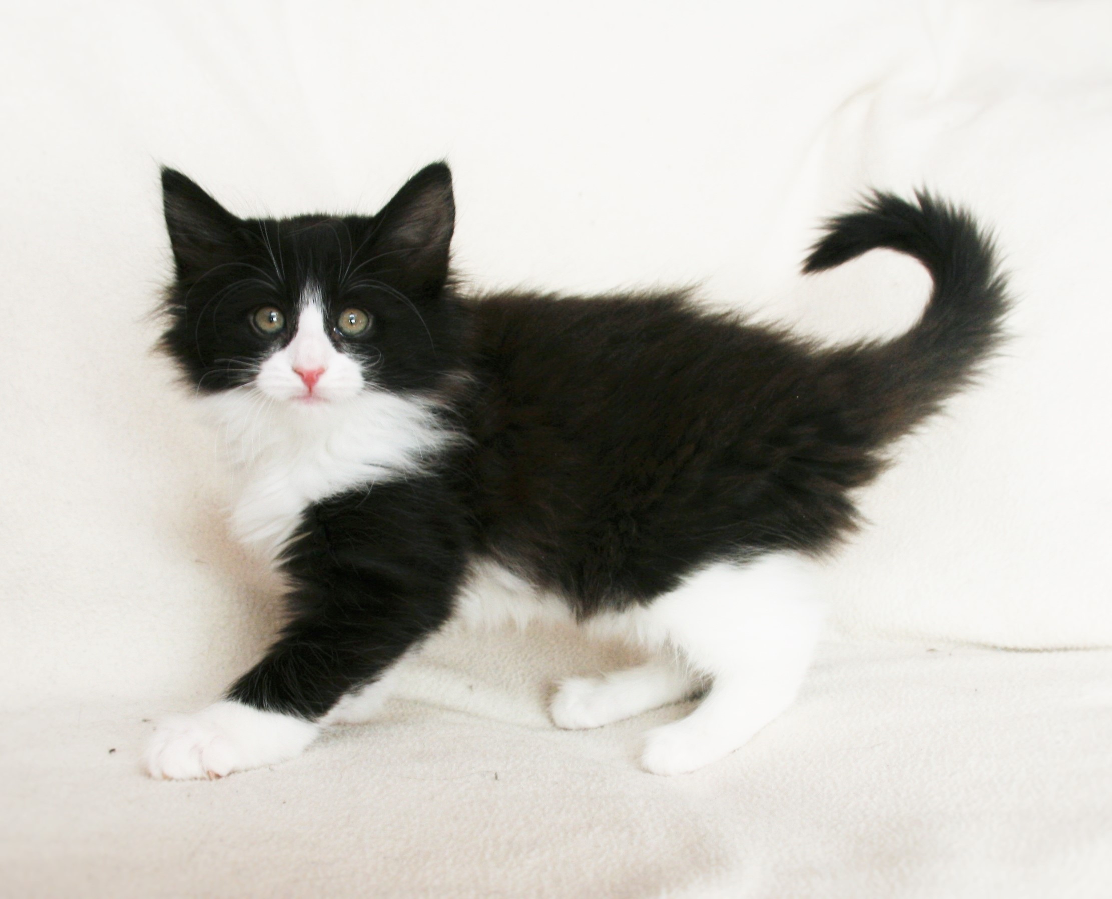 Imelda 8.5 weeks_1