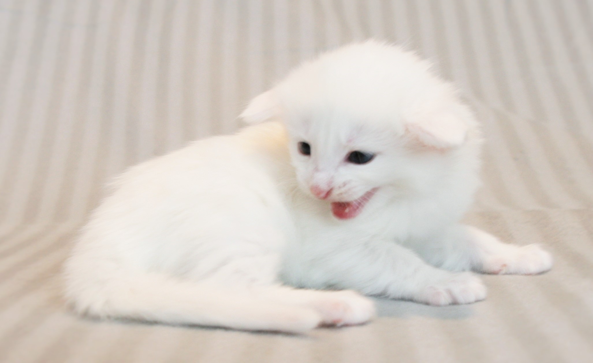 Kimbra 3_2 weeks_2