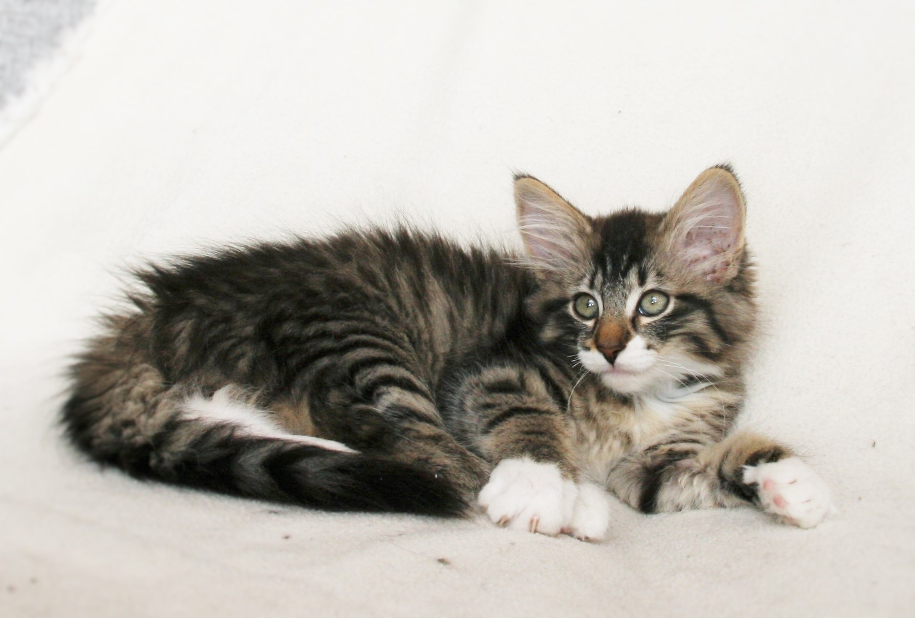 Infinity 13,5 weeks_4