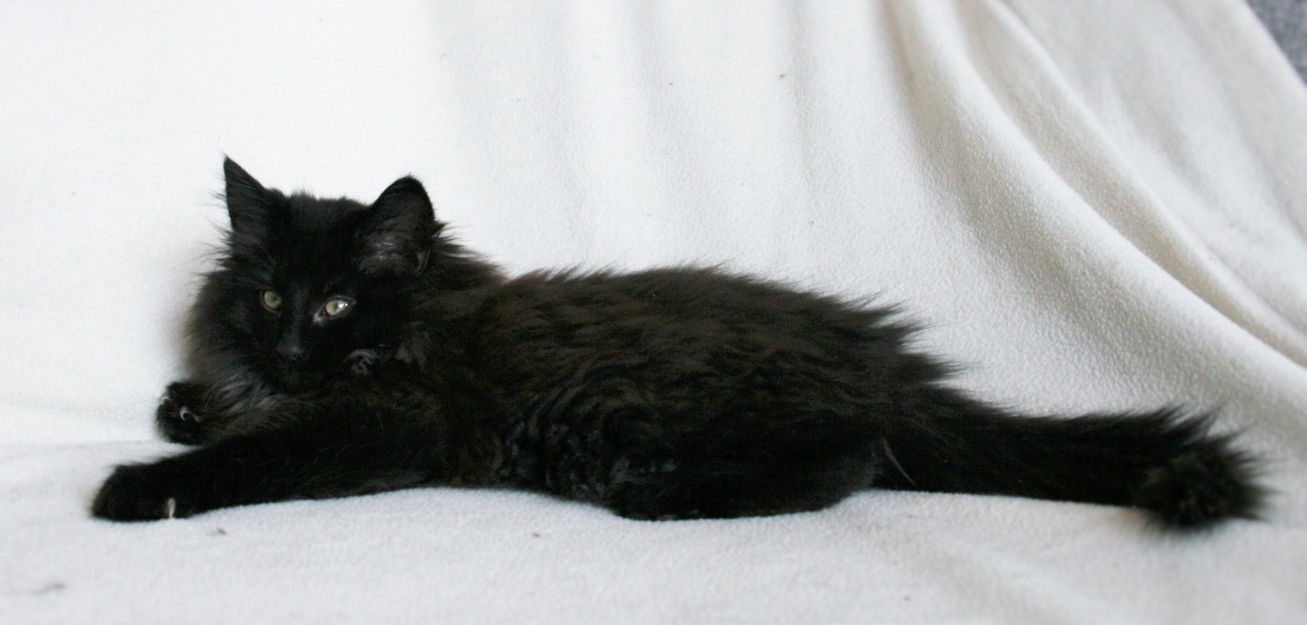 Iggy 13,5 weeks_1