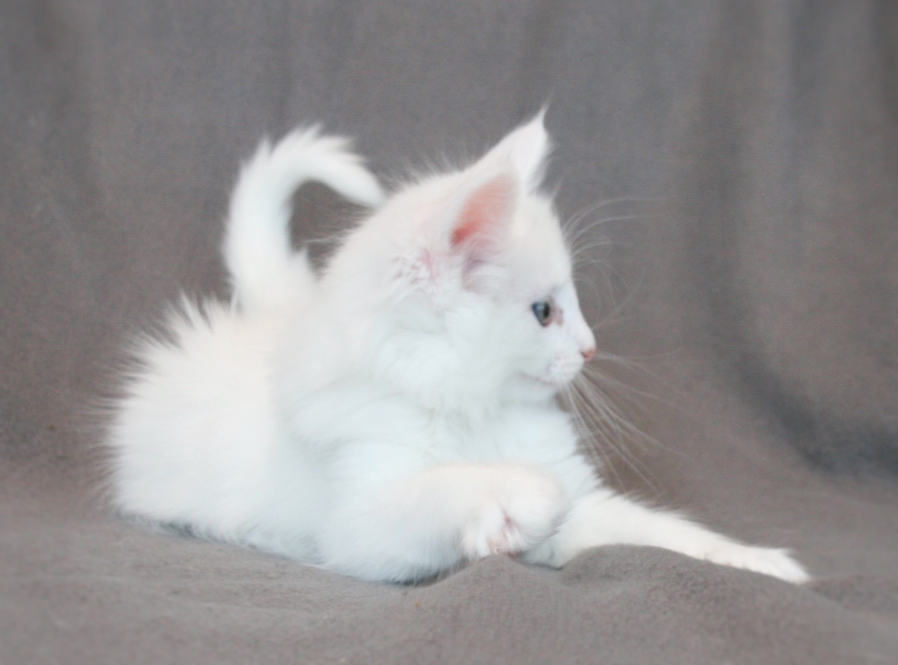Kimbra 7 weeks_3