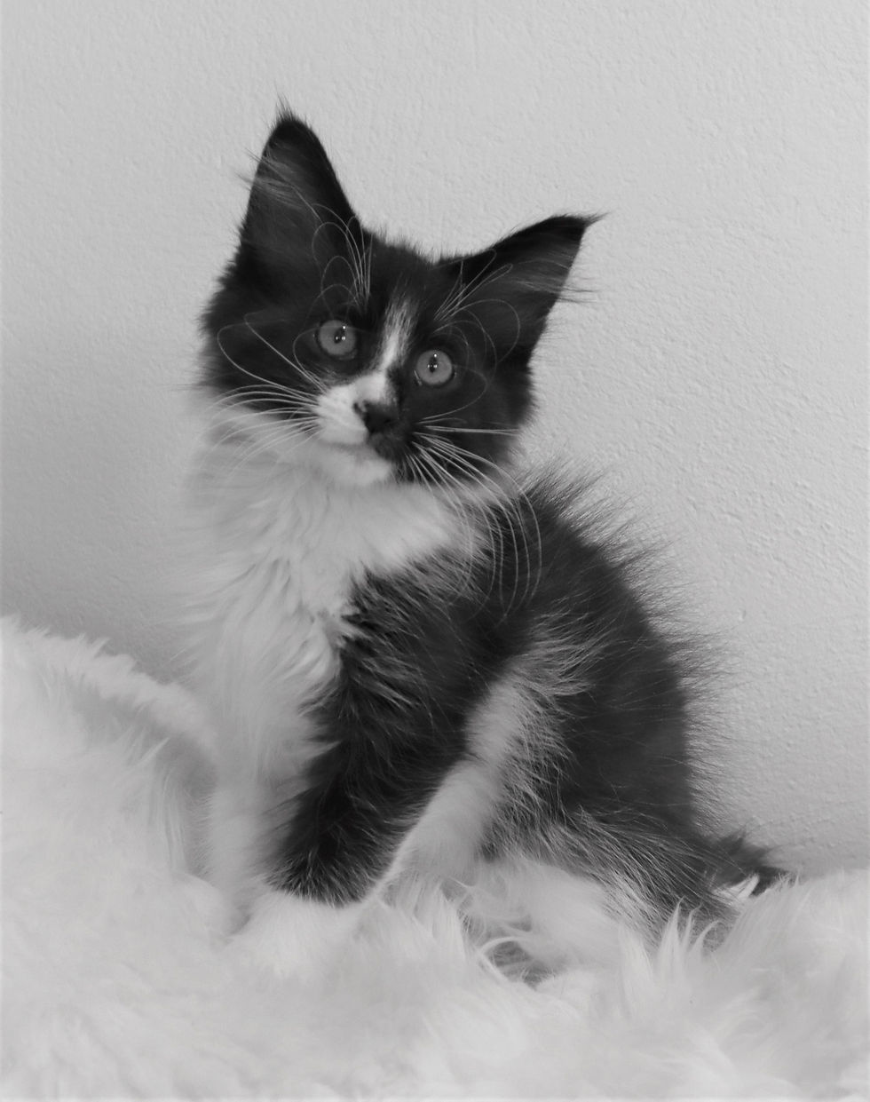1 Whitesnake 13 weeks_1