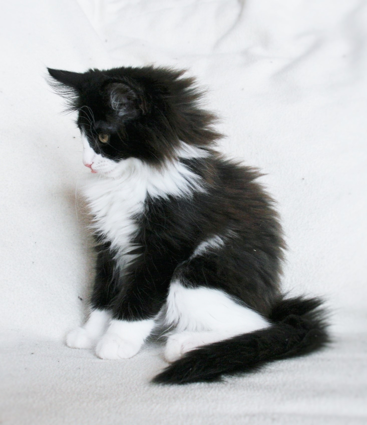 Imelda 13,5 weeks_2