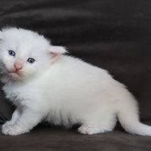 Daiquiri 3.5 weeks_3.jpg