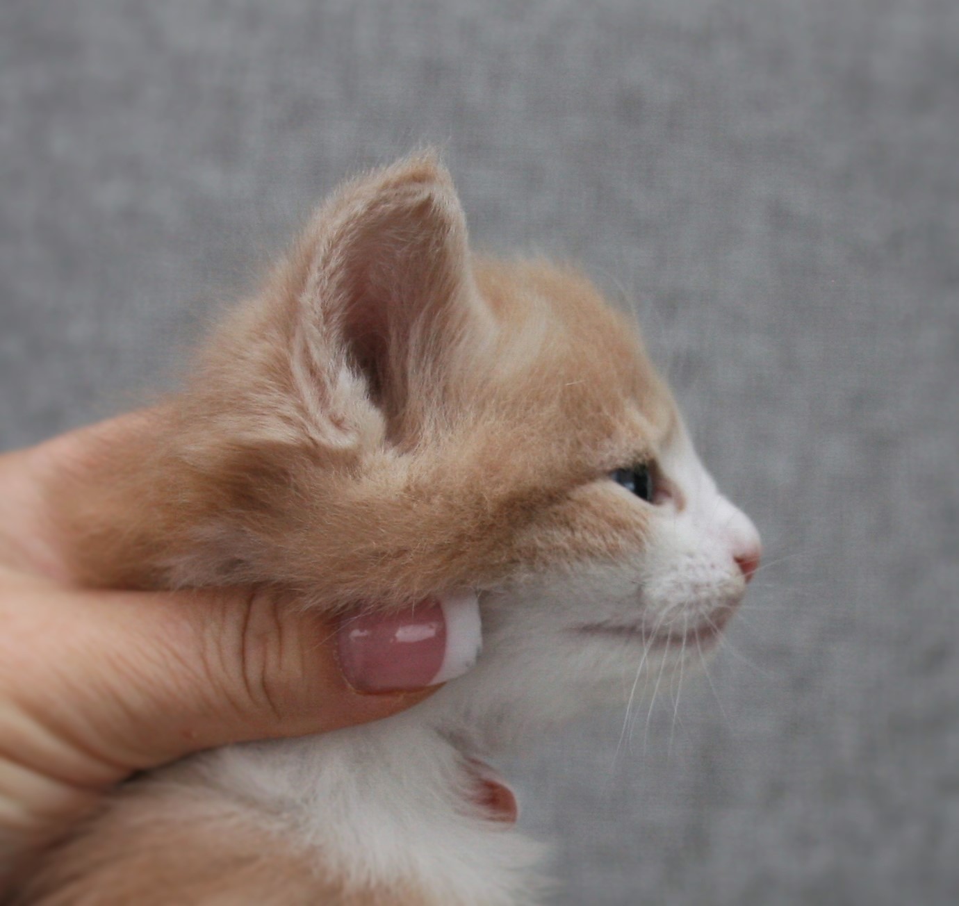 Highasakite 4 weeks_1