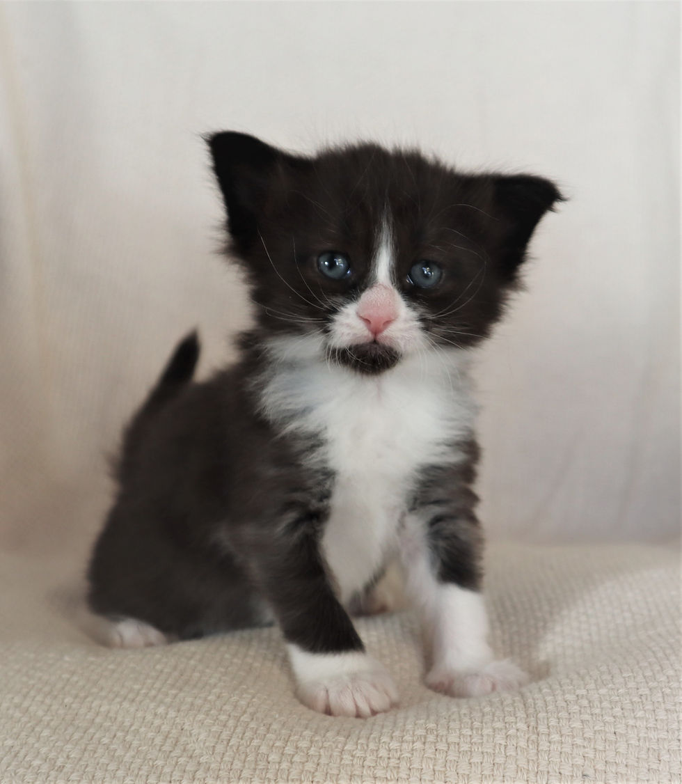 Willie 4 weeks_2