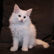 Bueweiser 10 weeks_1.JPG