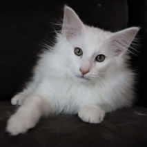 Budweiser 13 weeks4.JPG