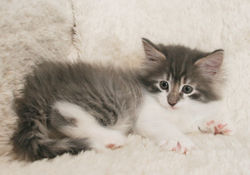 Melody 7w_6