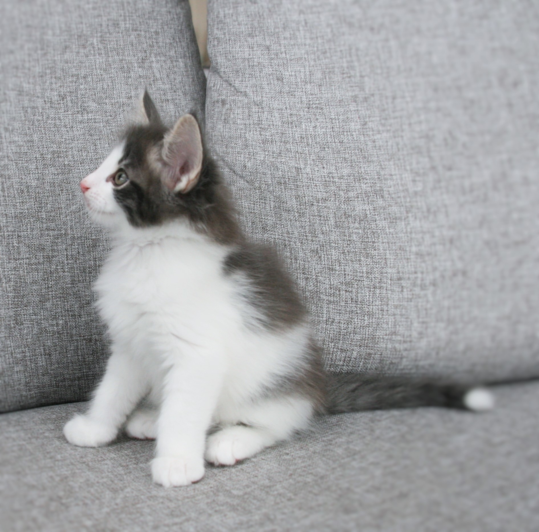 Hozier 7 weeks_2