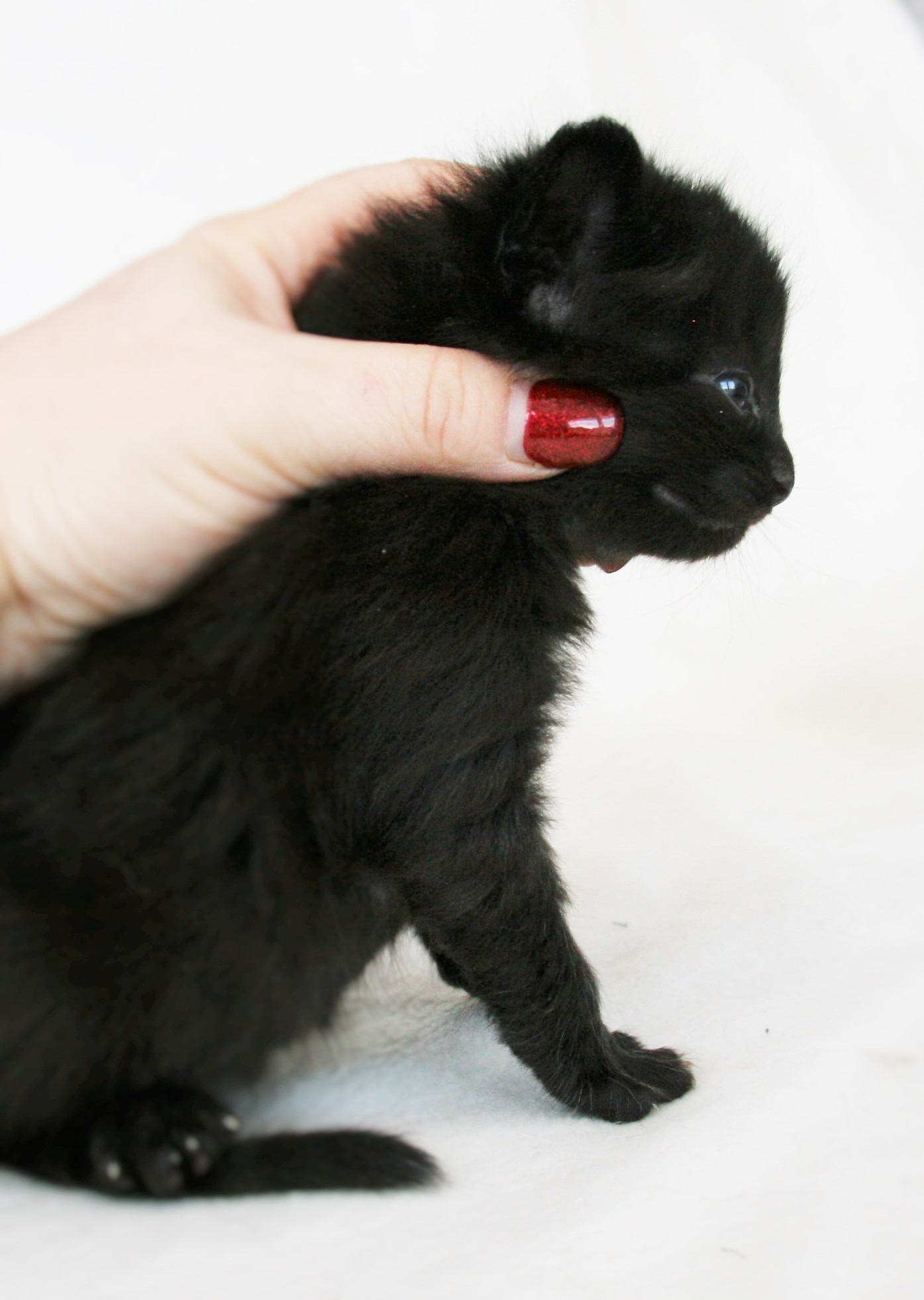 Iggy 3 weeks_33