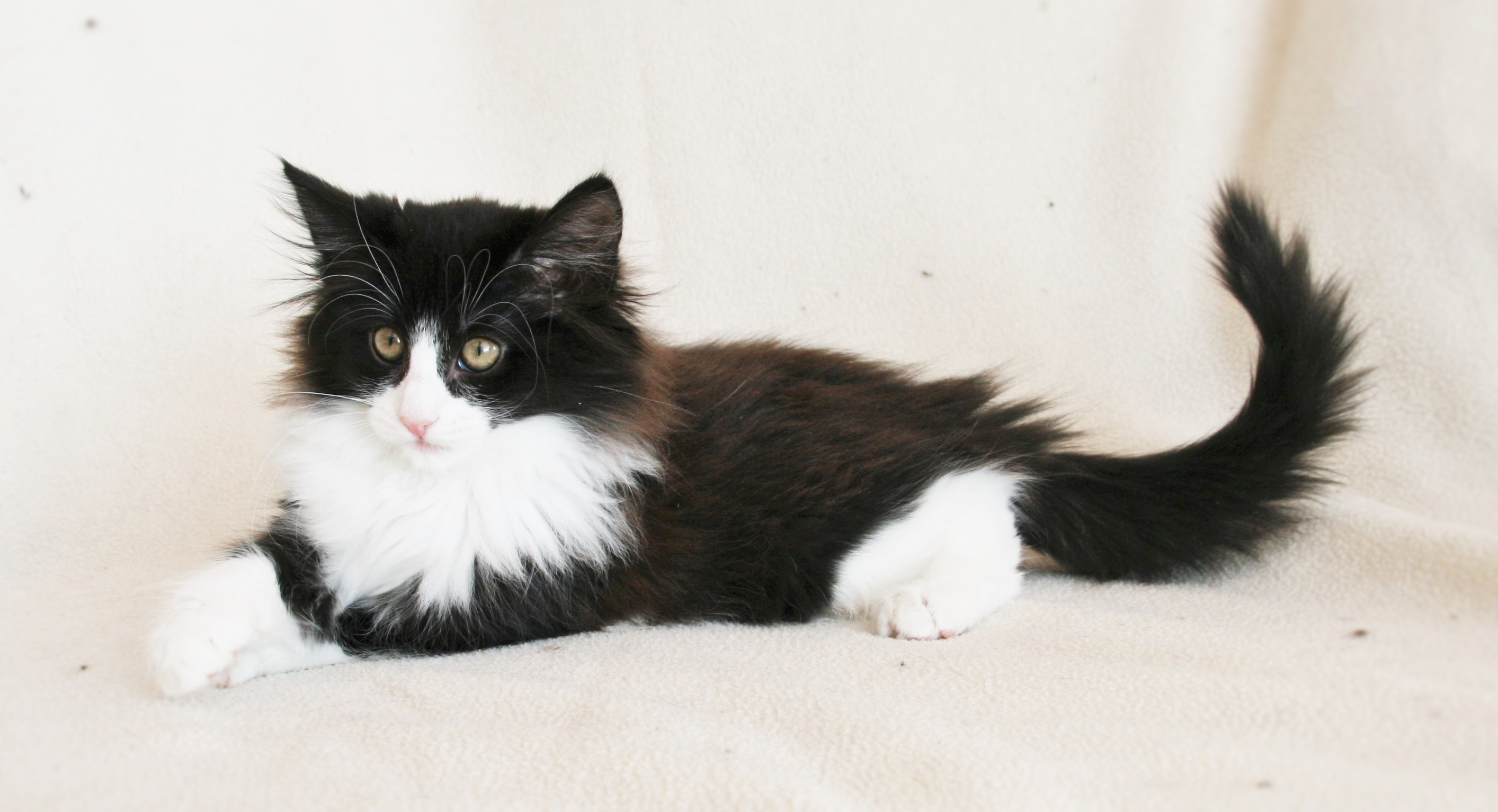Imelda 12,5 weeks_4