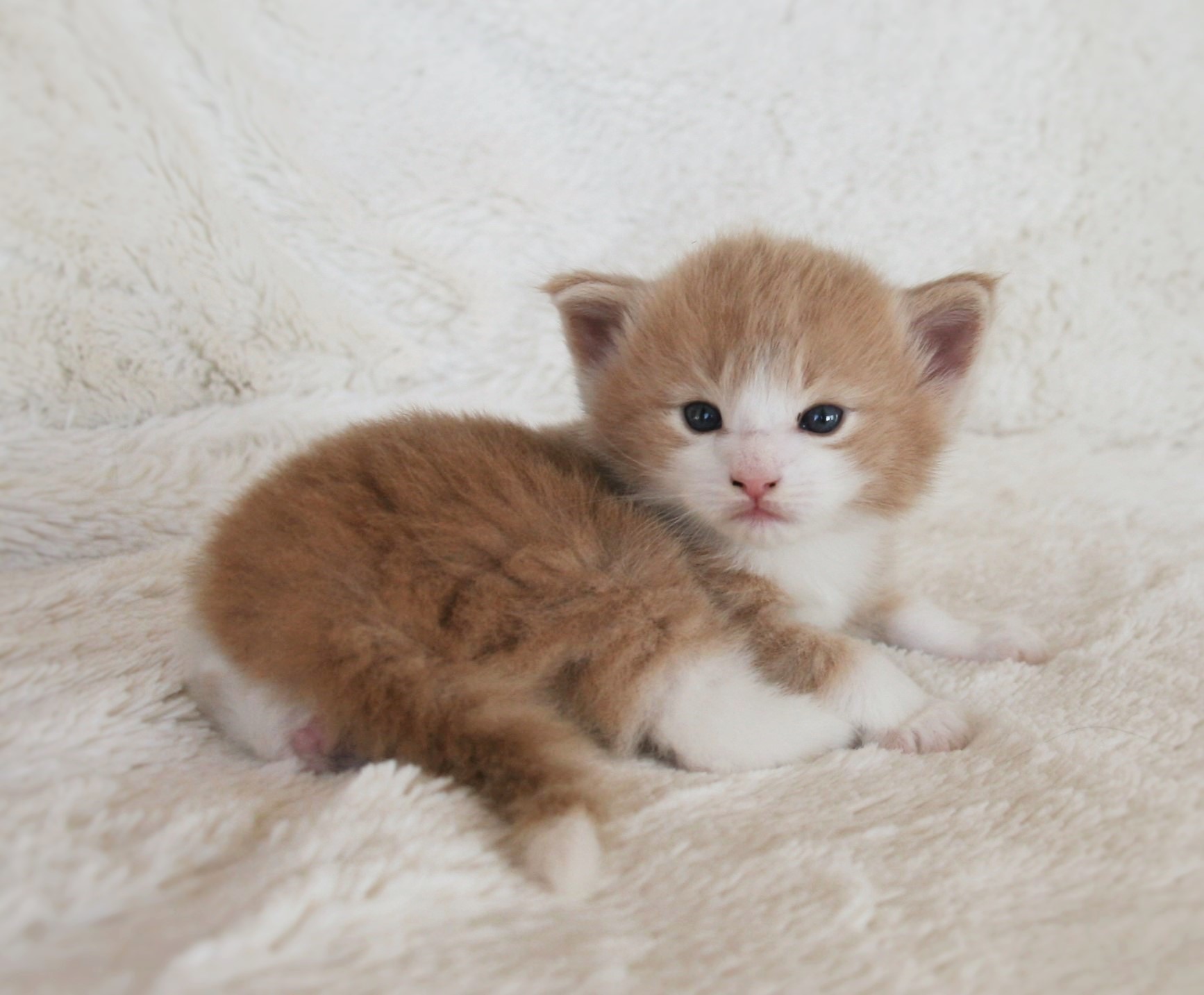 Highasakite 3 weeks_2