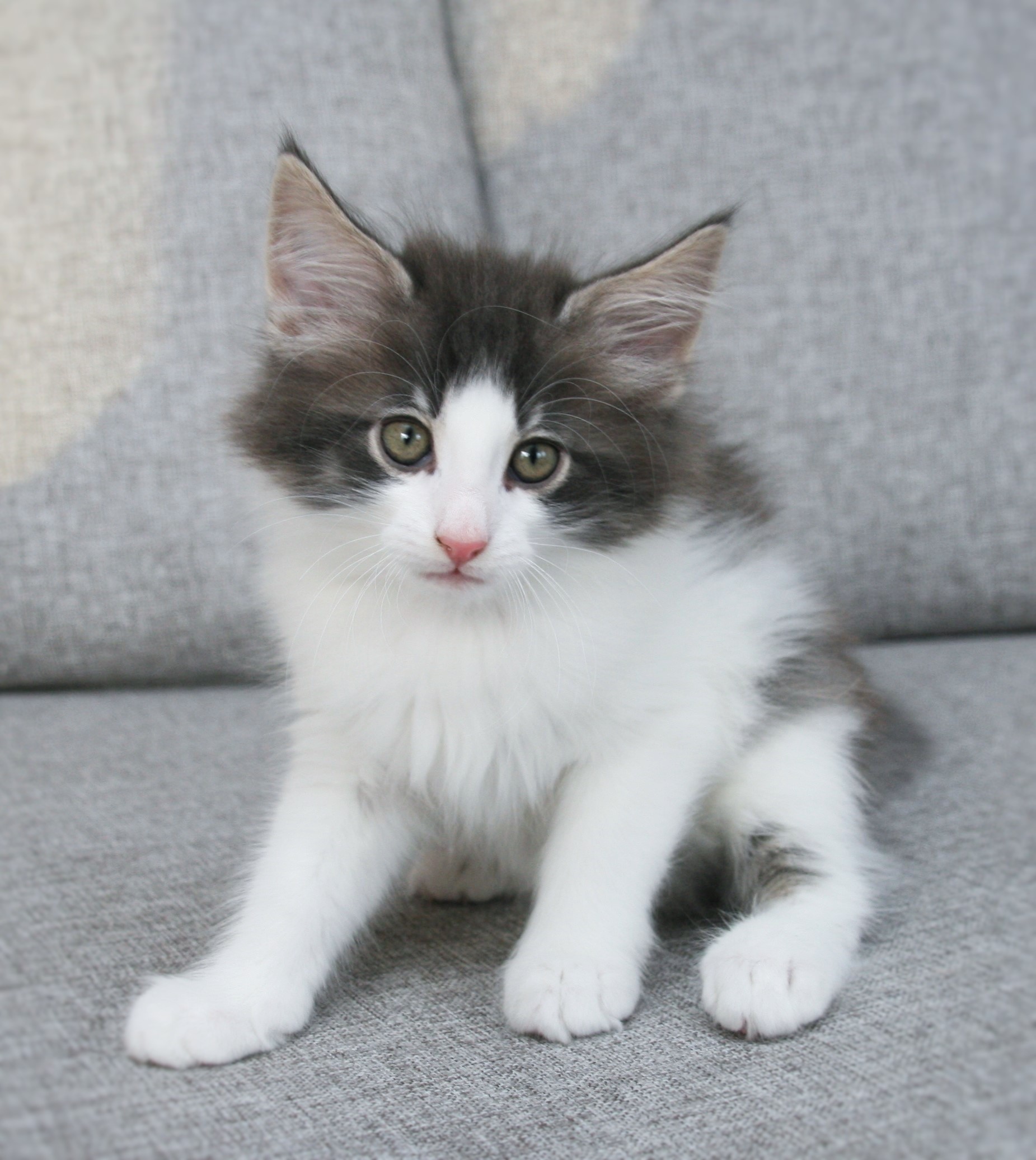 Hozier 8 weeks_1