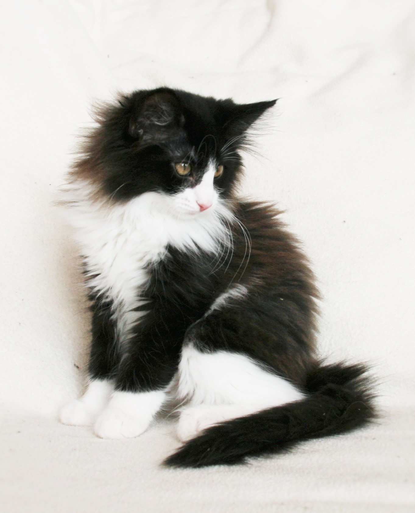 Imelda 13,5 weeks_3