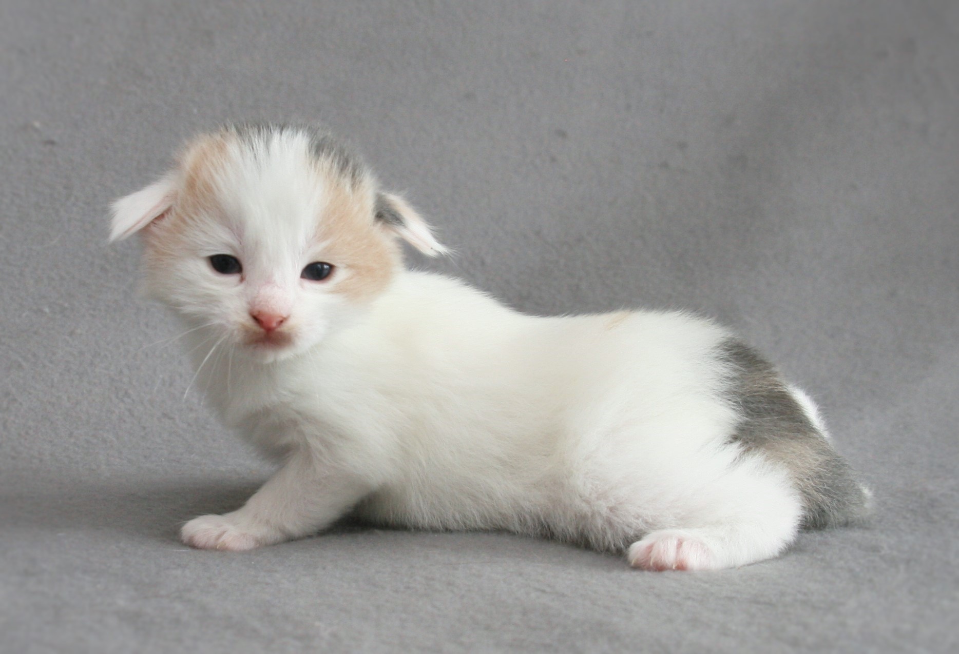 Laleh 2 weeks_2