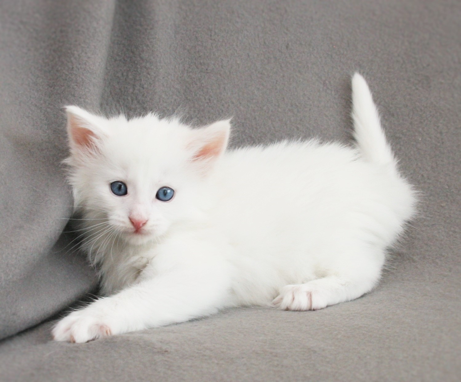Kimbra 5 weeks_1