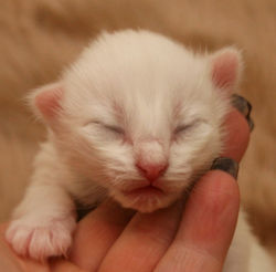 Chaka Khan 1 uke.JPG