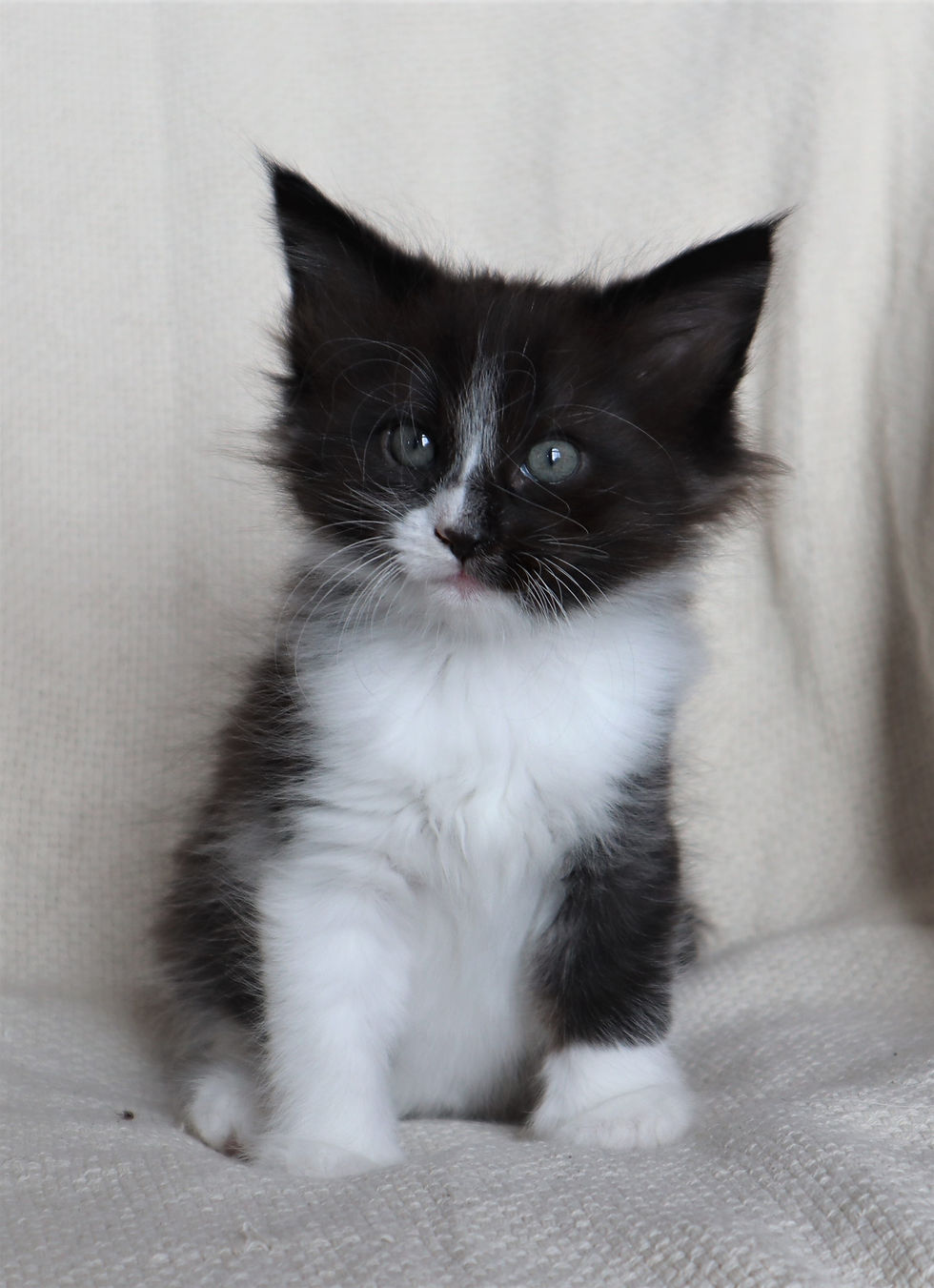 Whitesnake 7 weeks_4