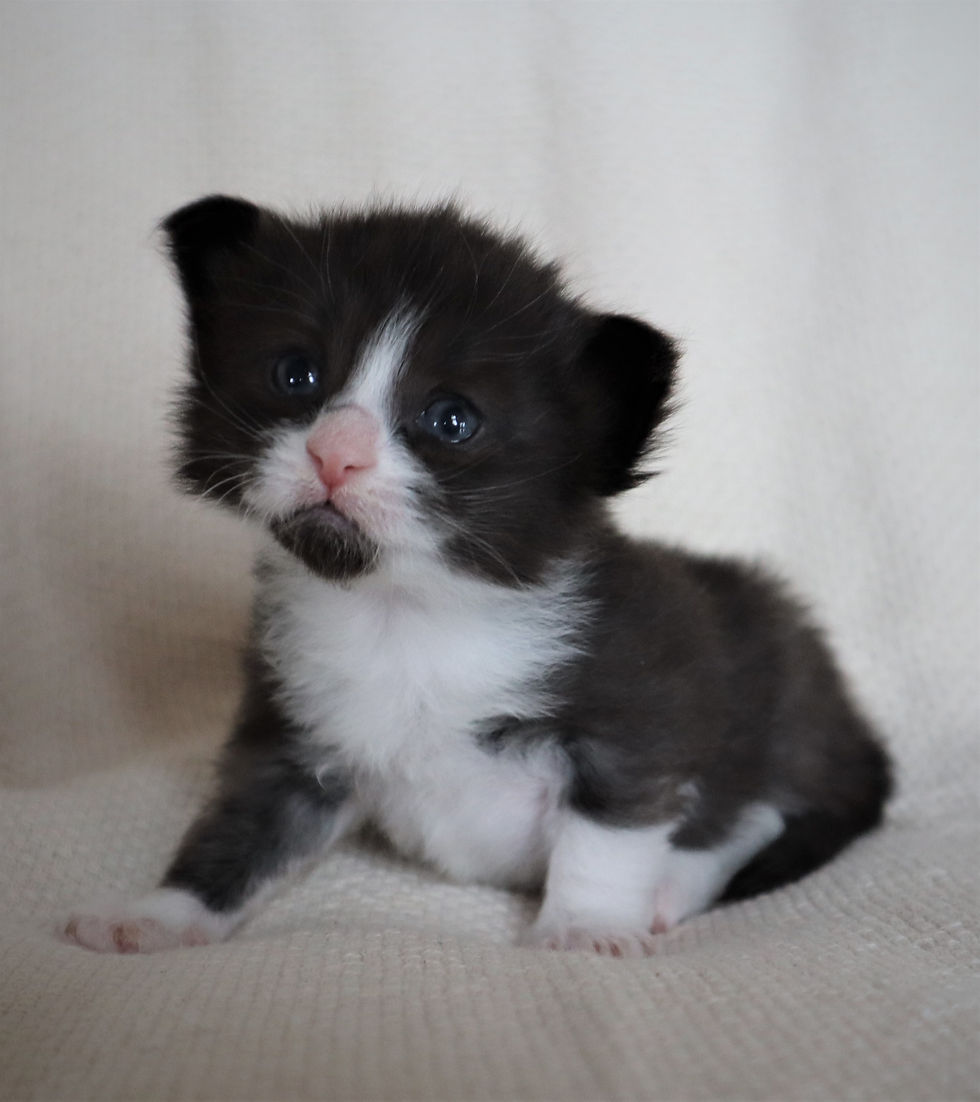Willie 3 weeks_5