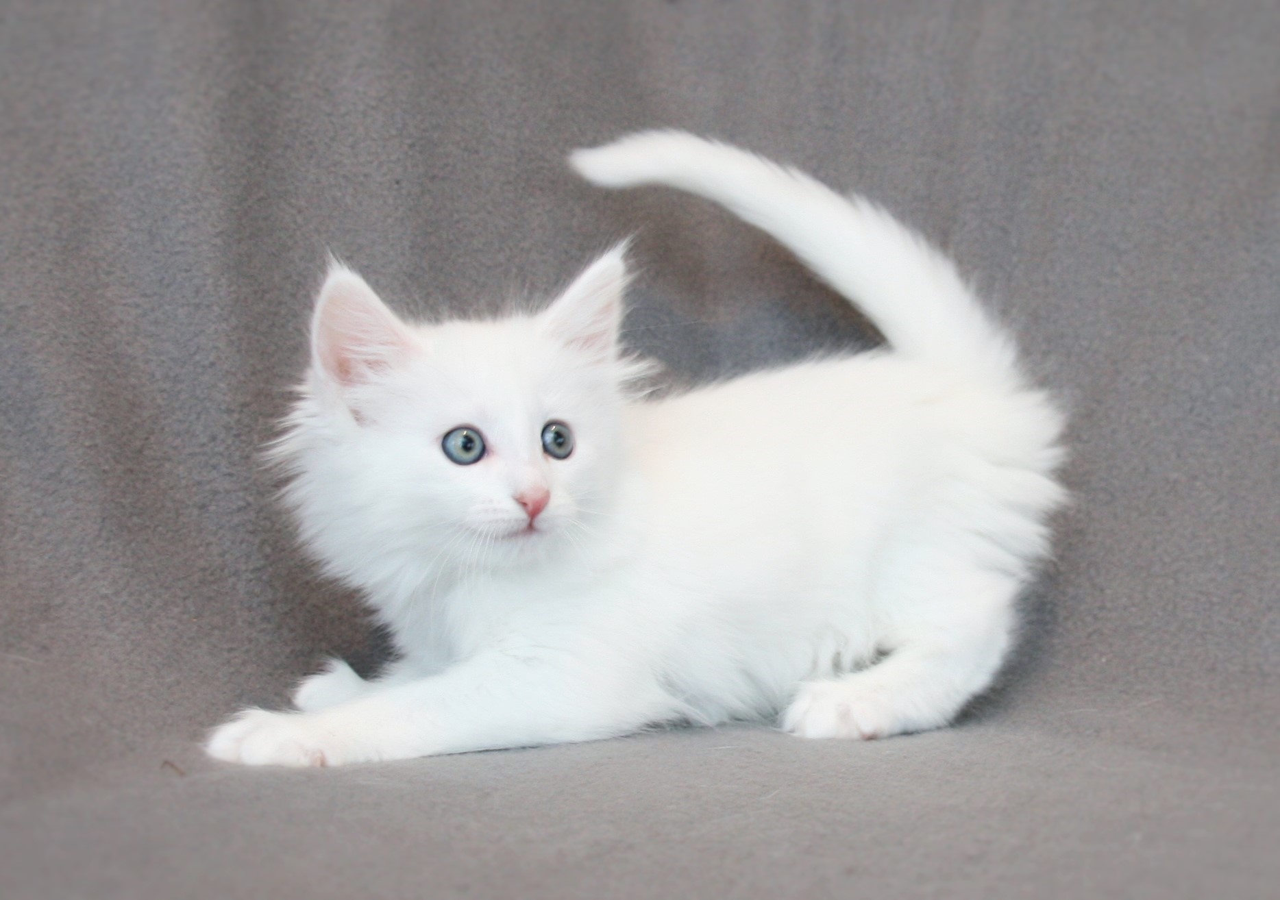Kimbra 7 weeks_1