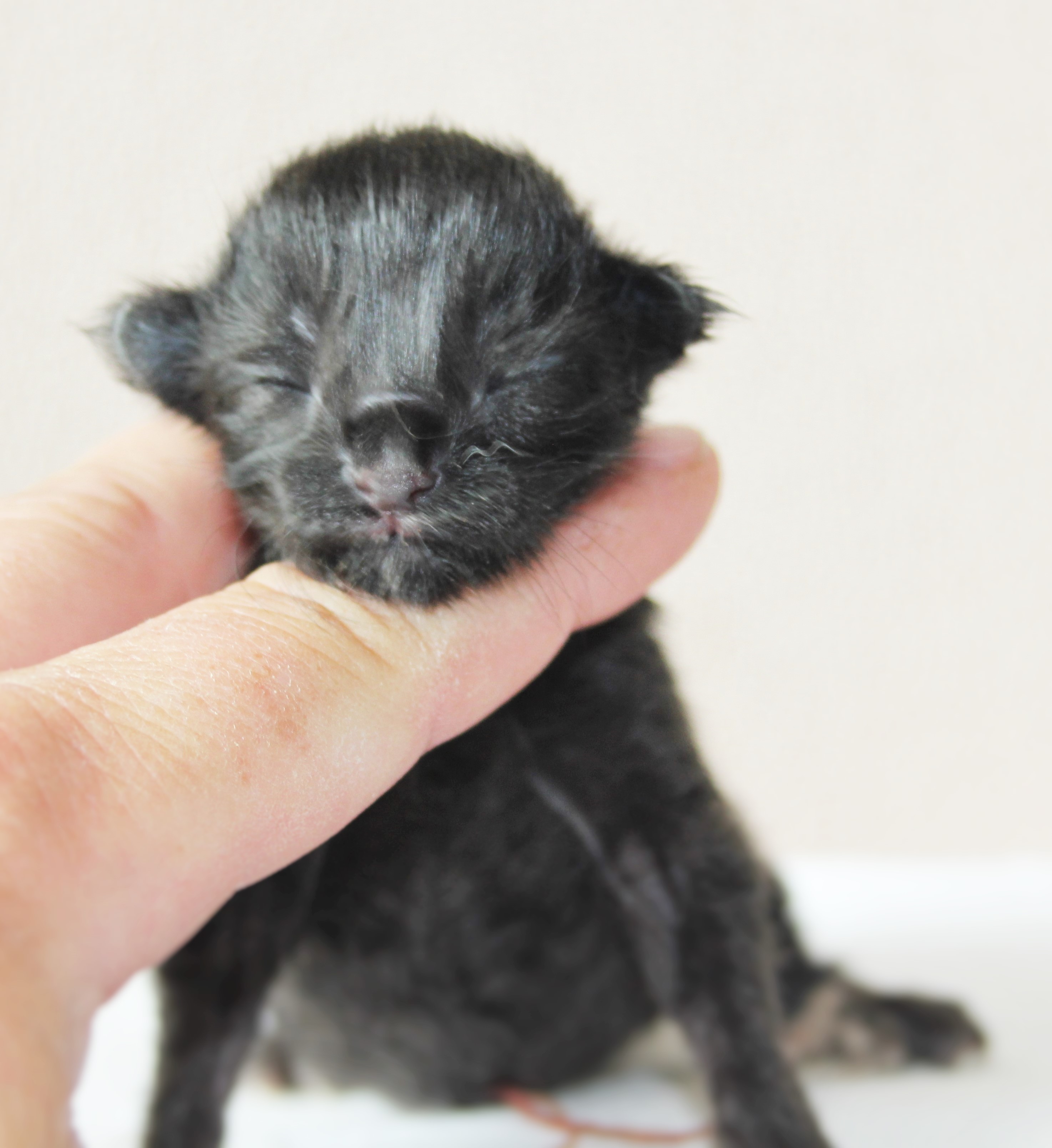 Ozzy newborn_1