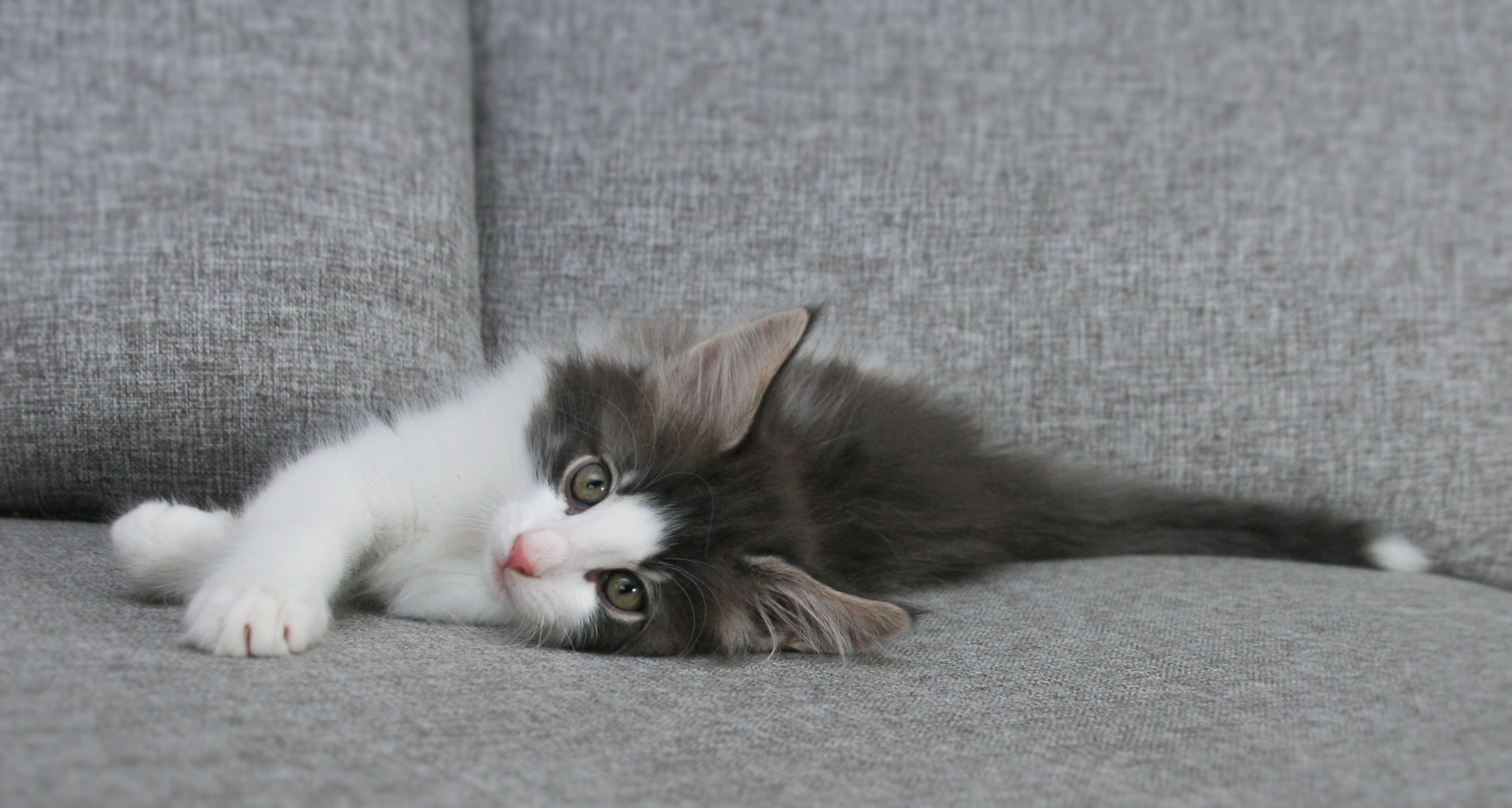 Hozier 8 weeks_2