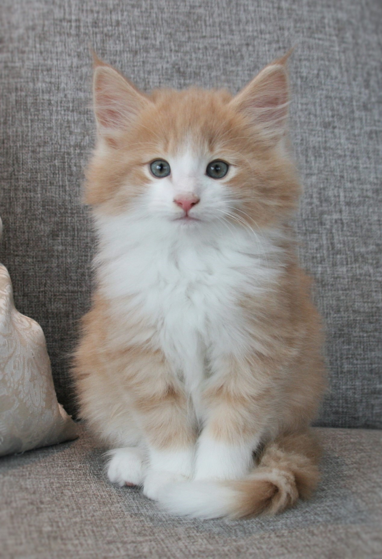 HIghasakite 9 weeks_1
