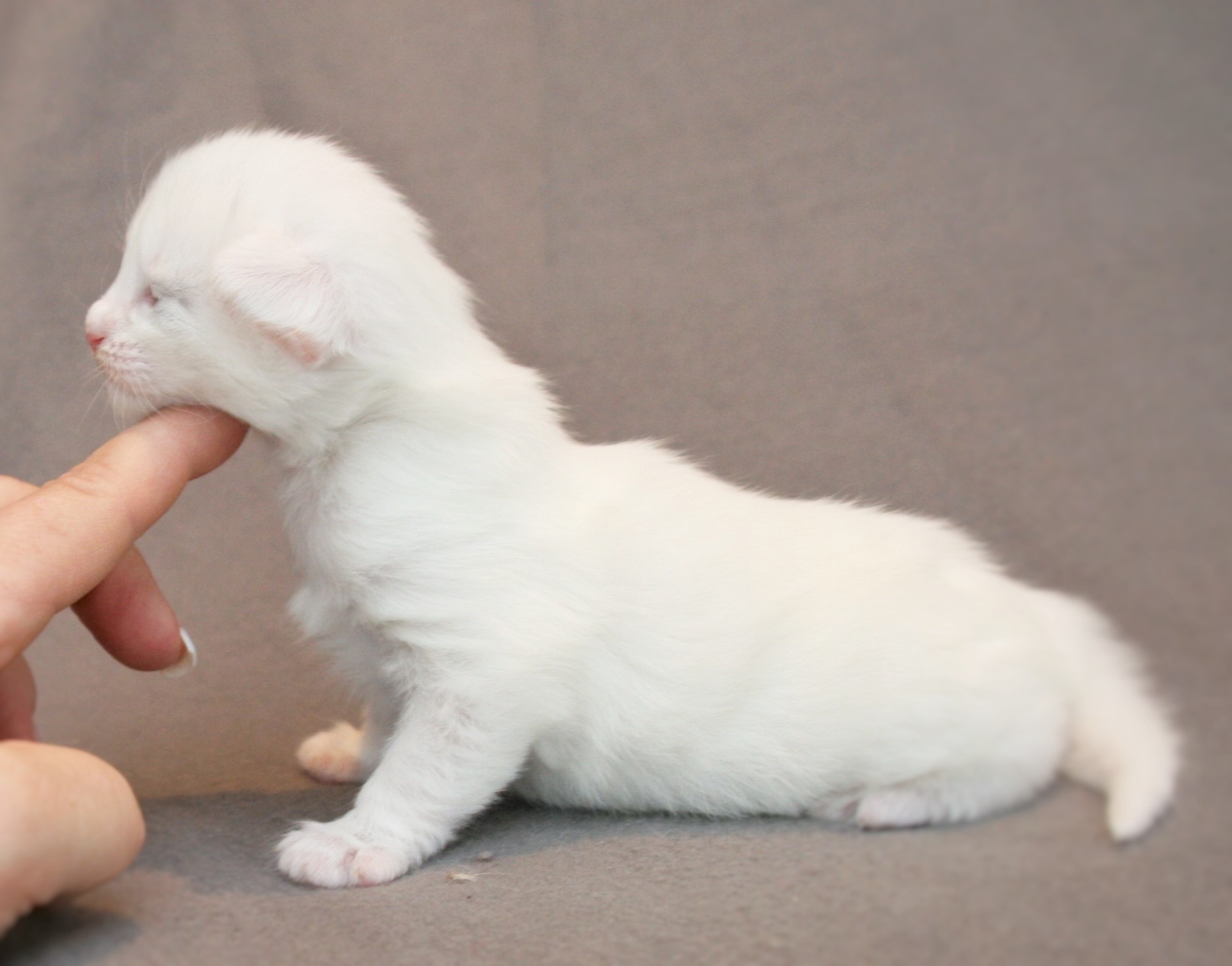 Kimbra 2 weeks_3