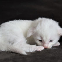 Daiquiri 2,5 weeks_2.jpg