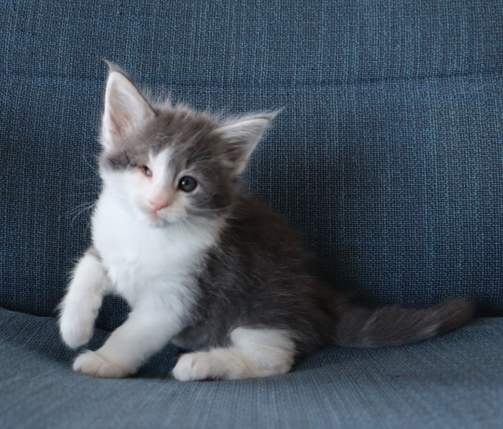 Honey 6,5 weeks_3