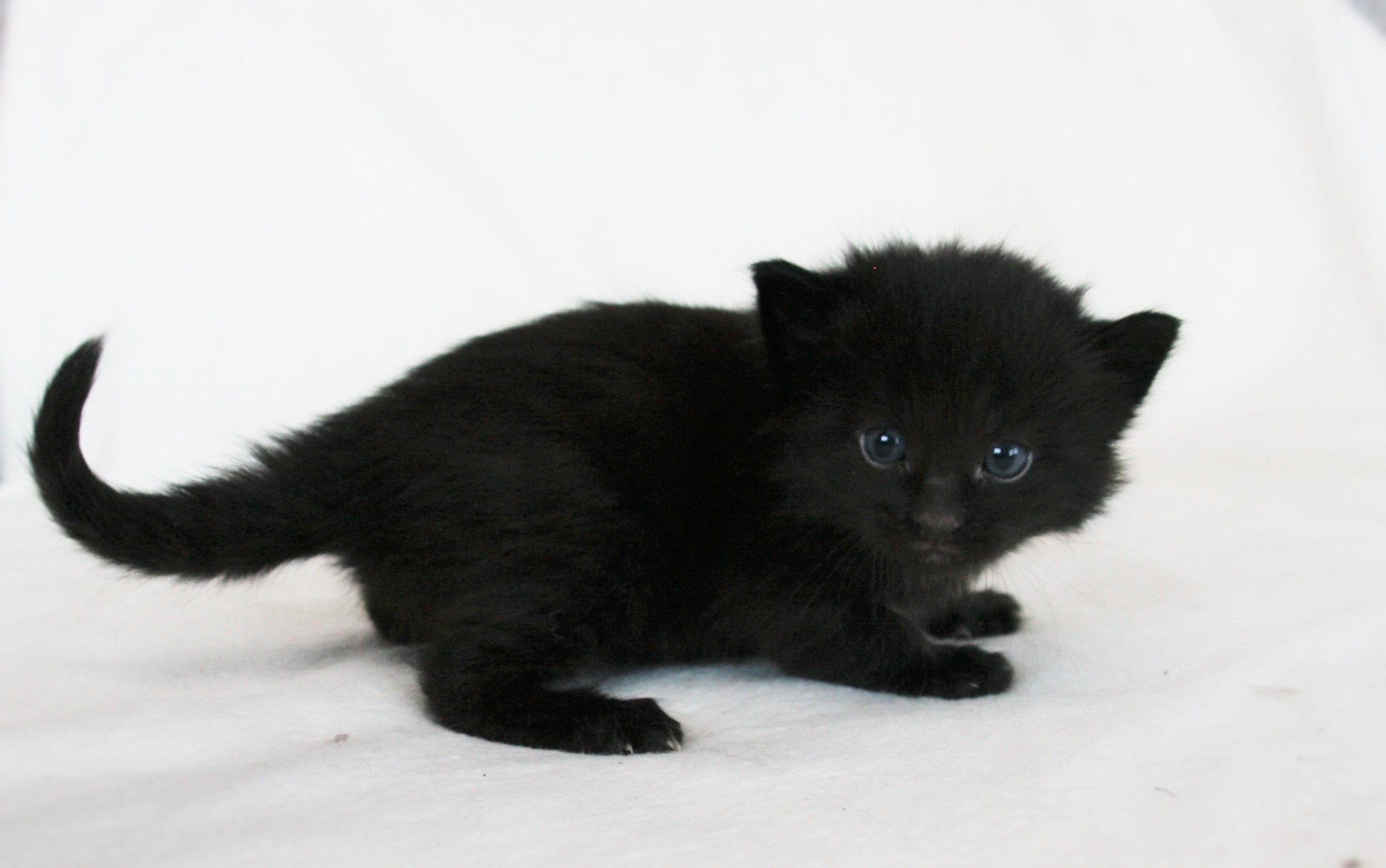 Iggy 3 weeks_1