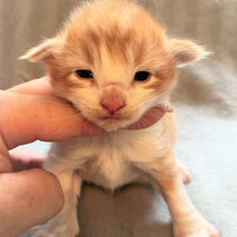 Diego 1.5 week_1.JPG