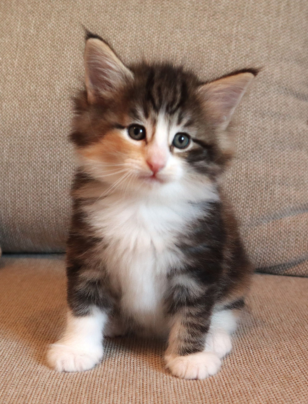 Lillet 6 week_4