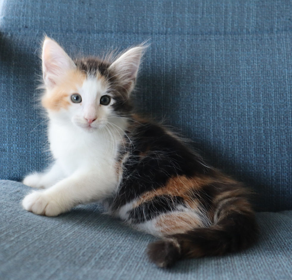 Harlequin r6,5 weeks_1