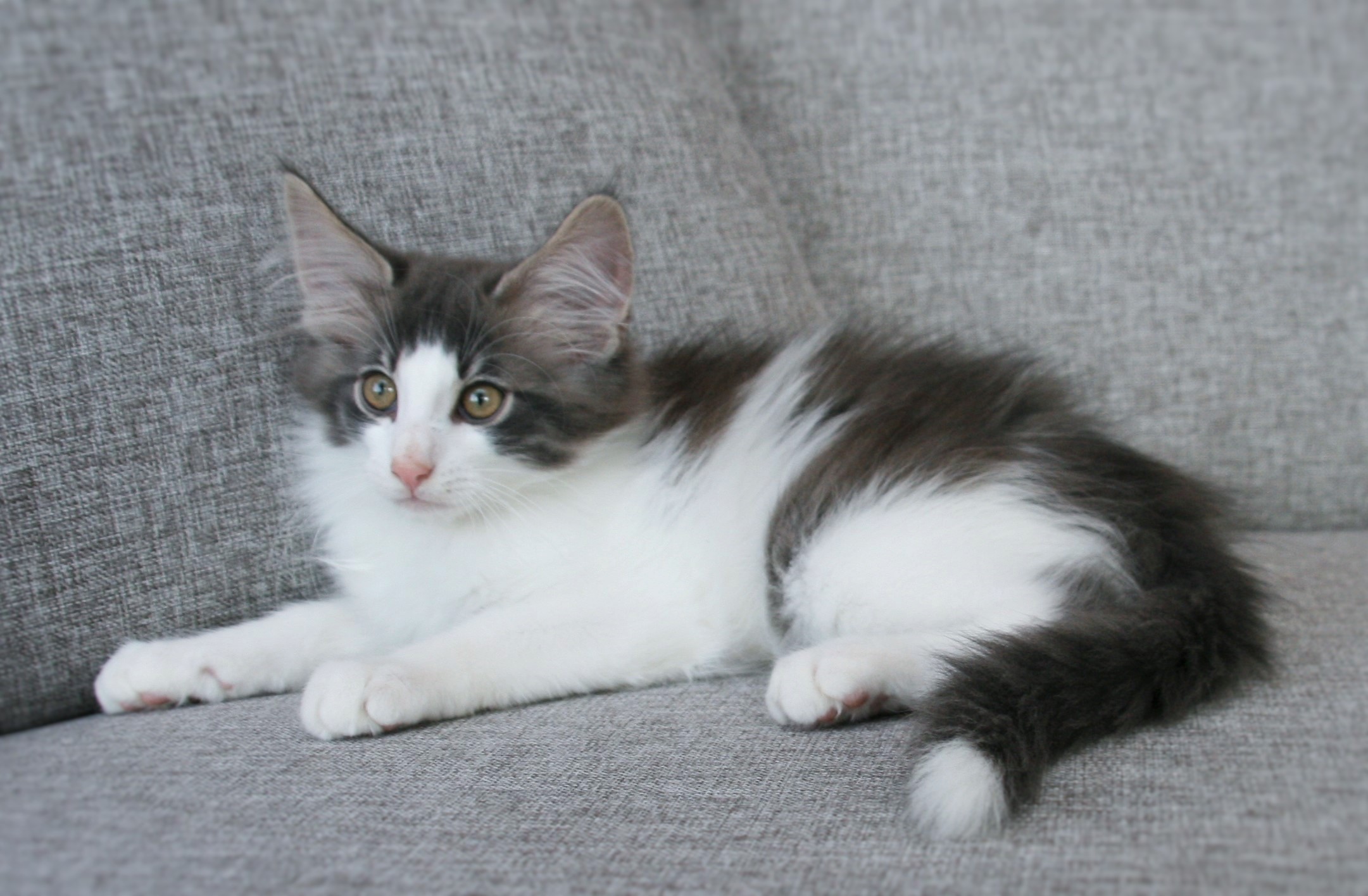 Hozier 12 weeks_3