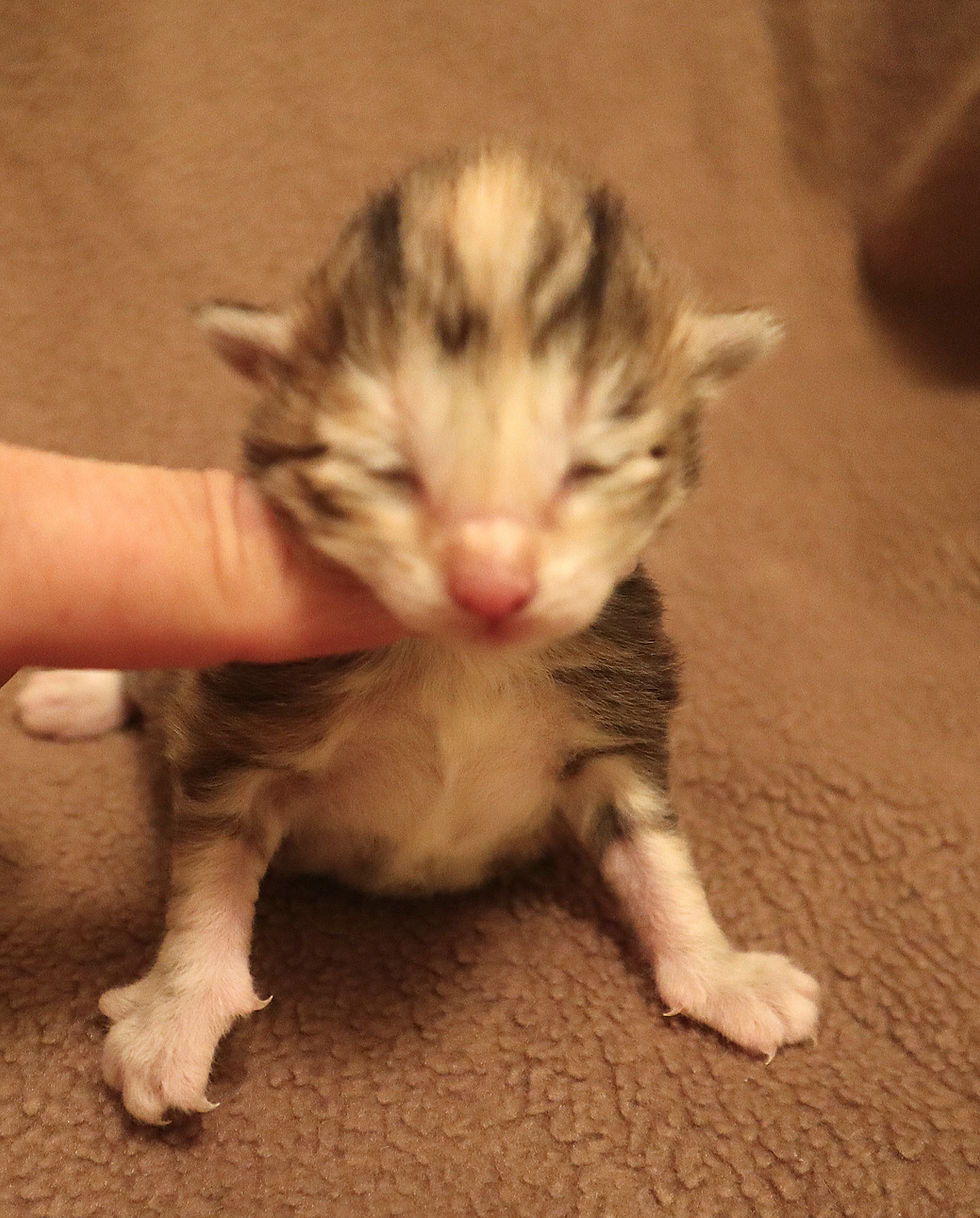 Lily 1 week_1