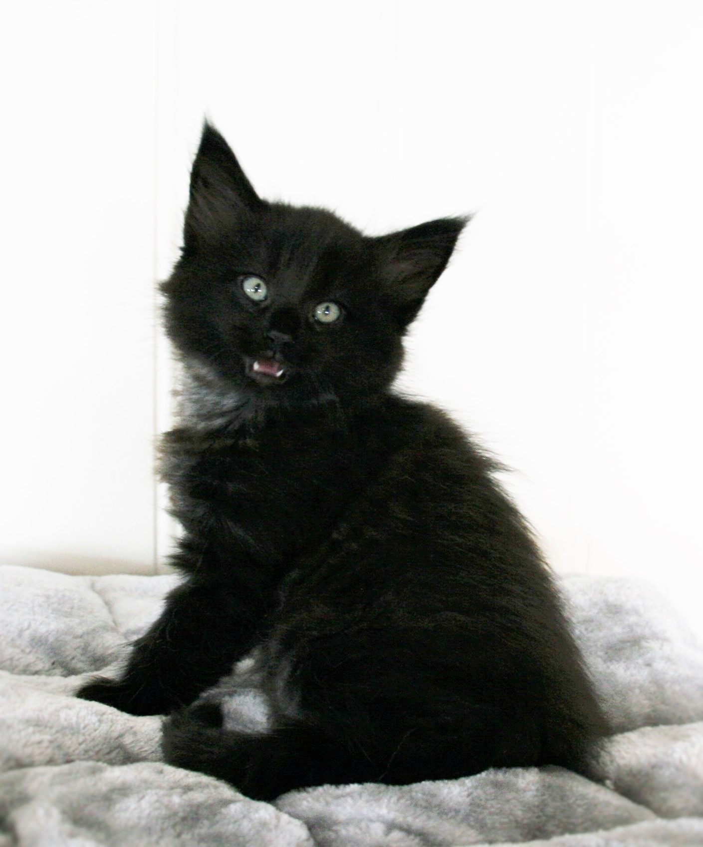 Ozzy 7w_1
