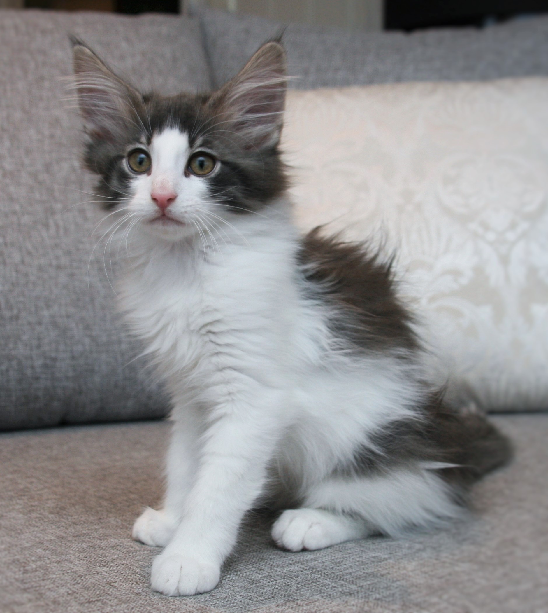 Hozier 11 weeks_1
