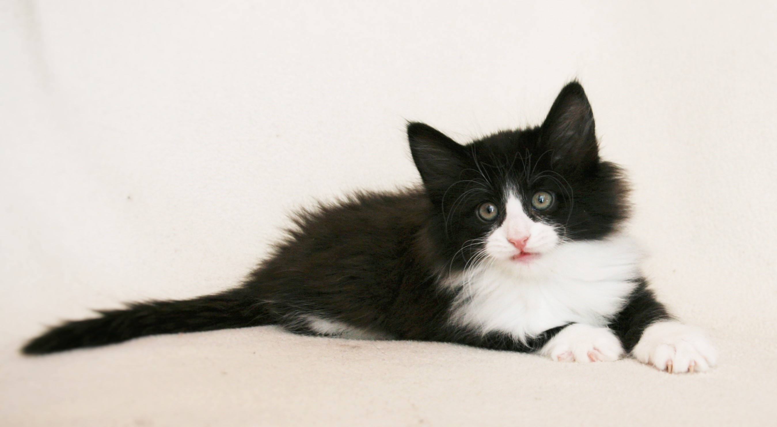 Imelda 7.5 weeks_2