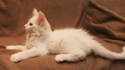 Chaka Khan 11w_1.JPG