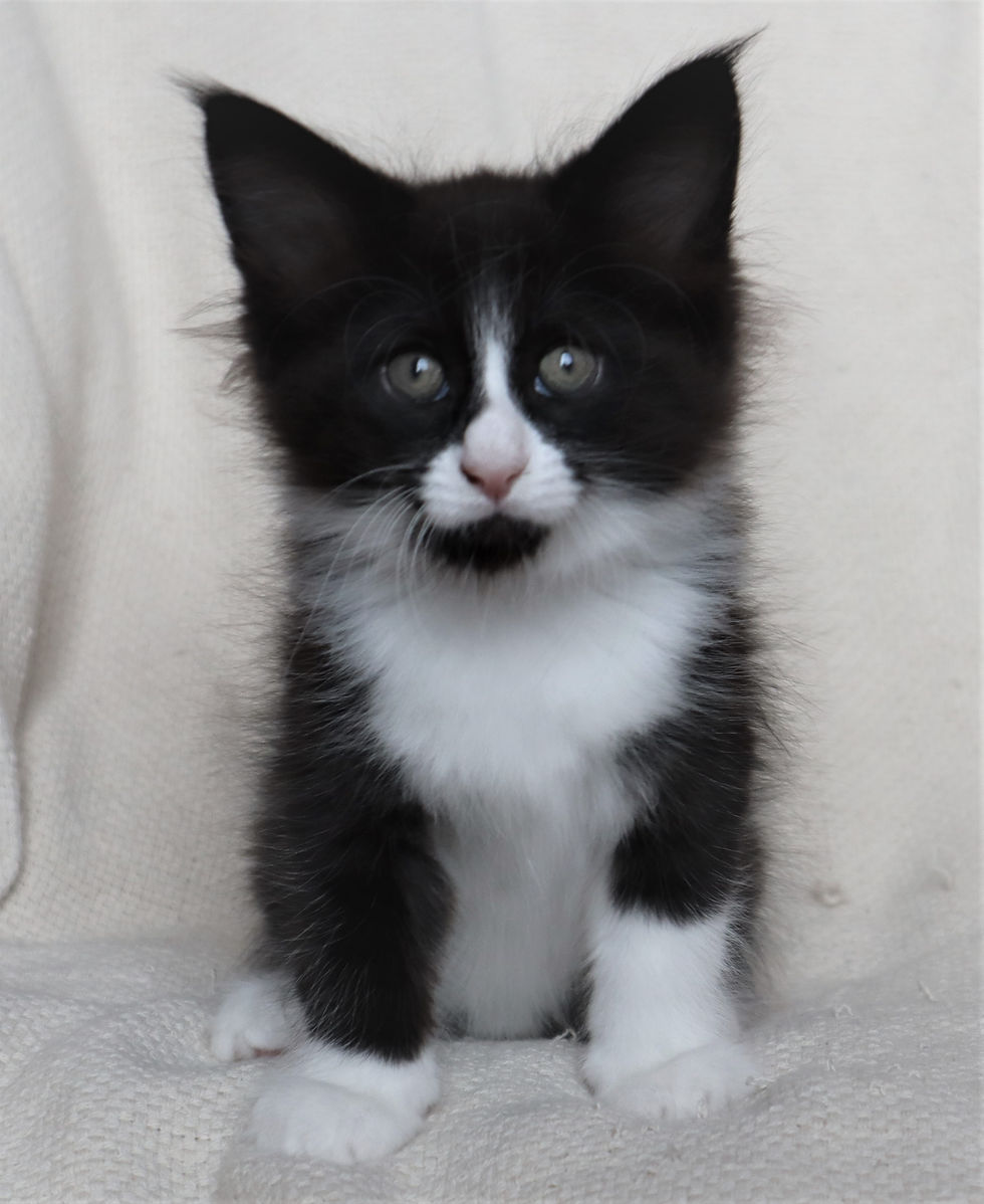 Willie 8 weeks_1