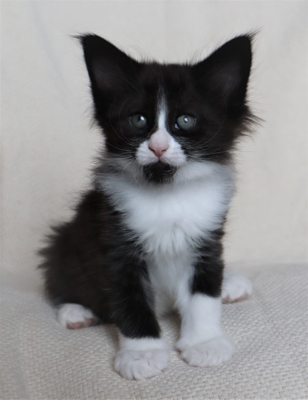 Willie 6 weeks_7
