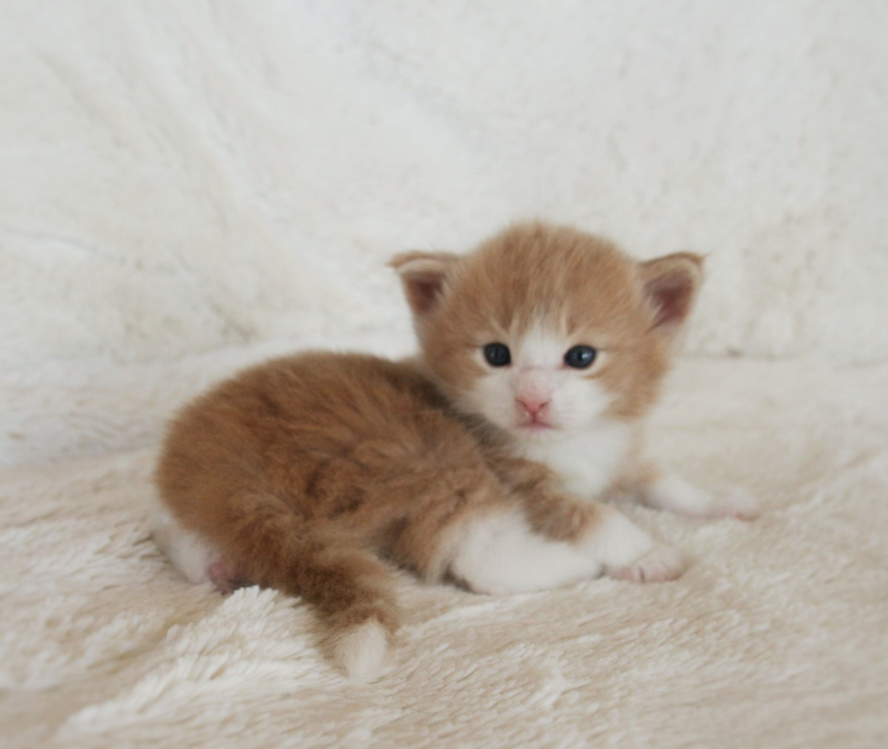 Highasakite 3 weeks_1