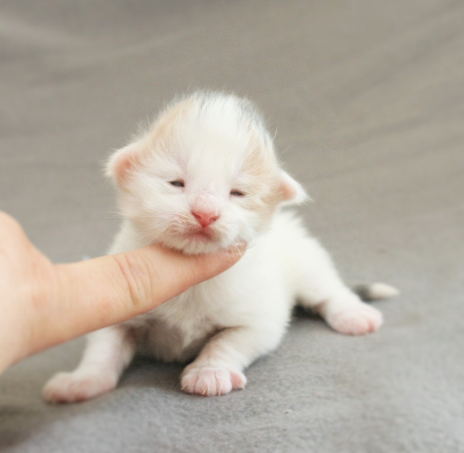 Laleh 1 week_1