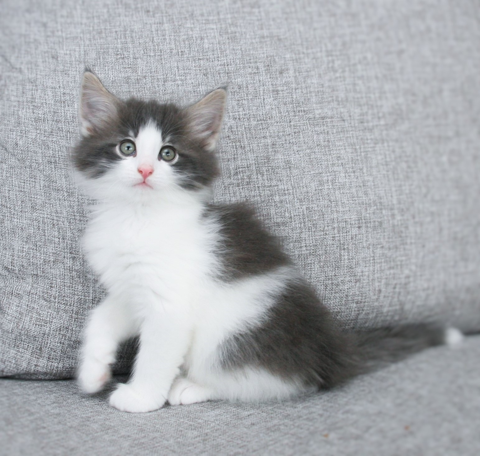 Hozier 7 weeks_3