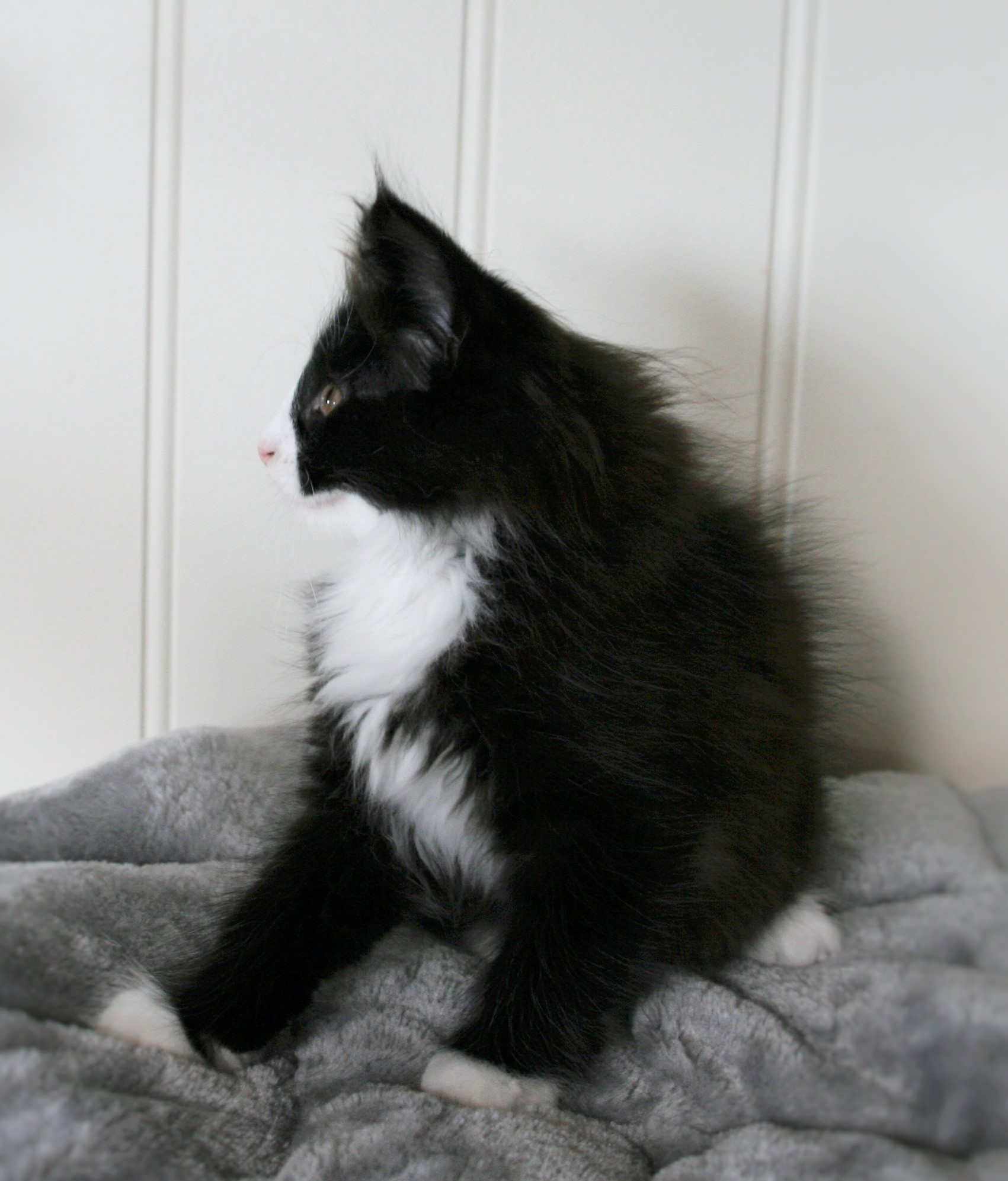 Olivia 10w_4