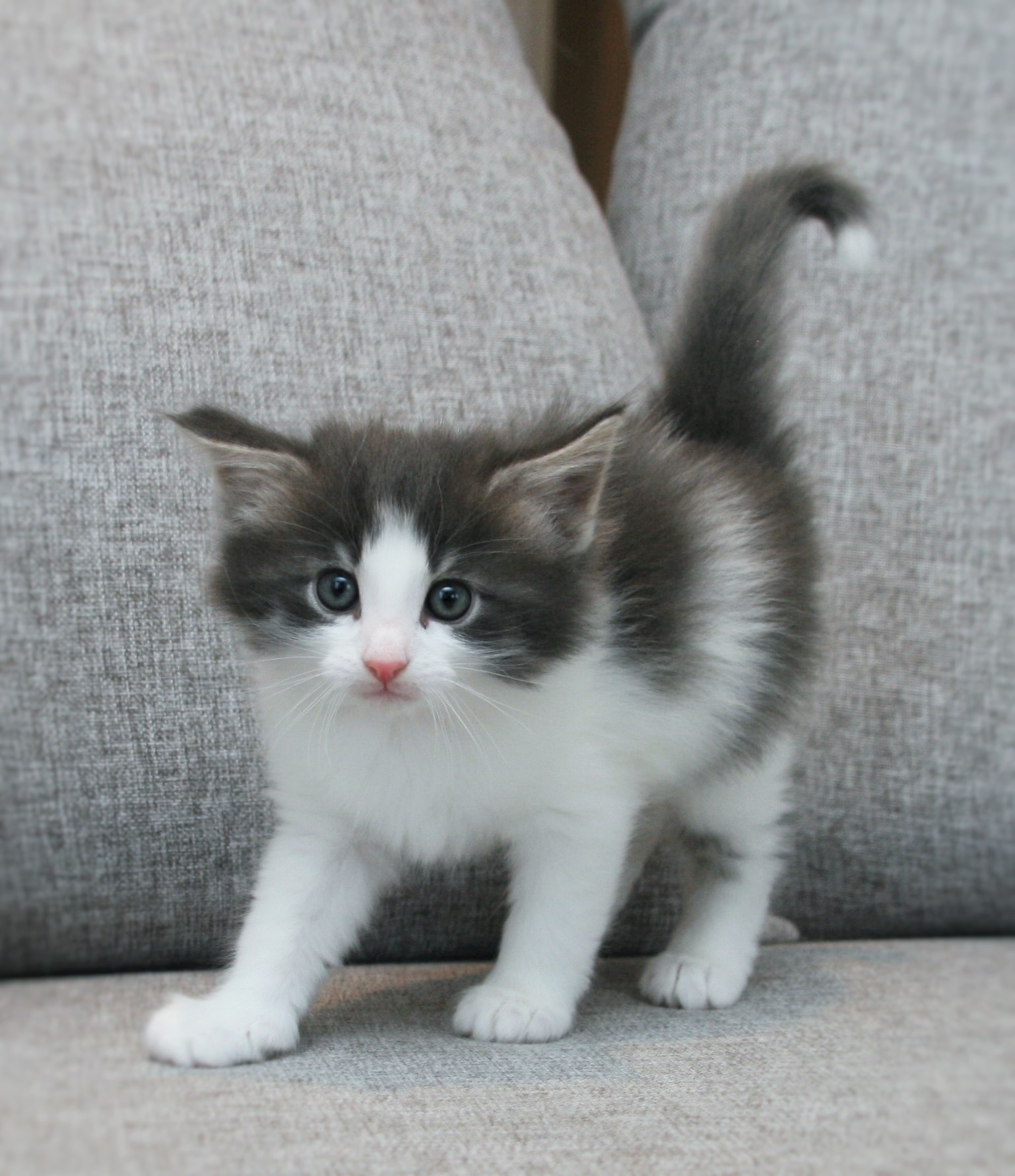 Hozier 5 weeks